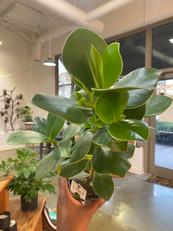 Autograph Clusia Rosea