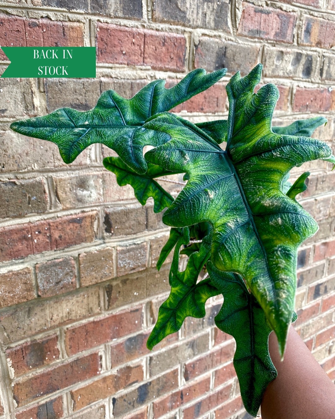 6" Alocasia Jacklyn Houseplant