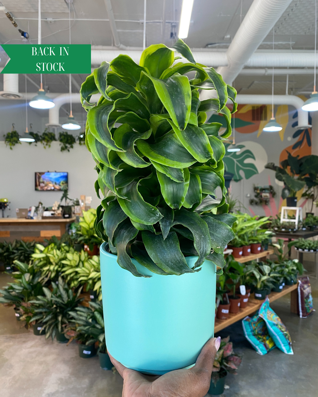 6" Dracaena Tornado