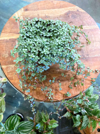 String of Baby Tears (Pilea depressa)