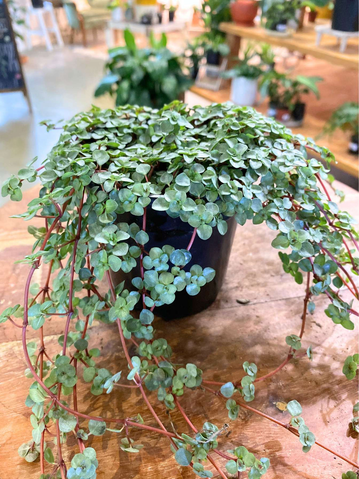 String of Baby Tears (Pilea depressa)