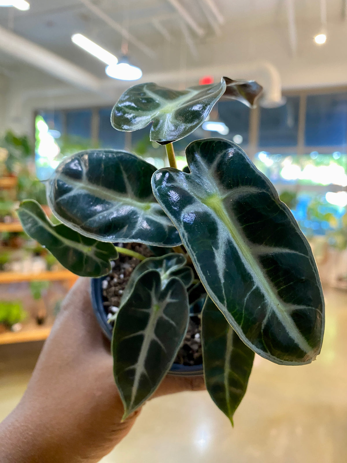 Alocasia Bambino (4")