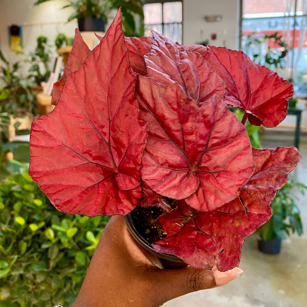 Begonia Inca Flame (4")