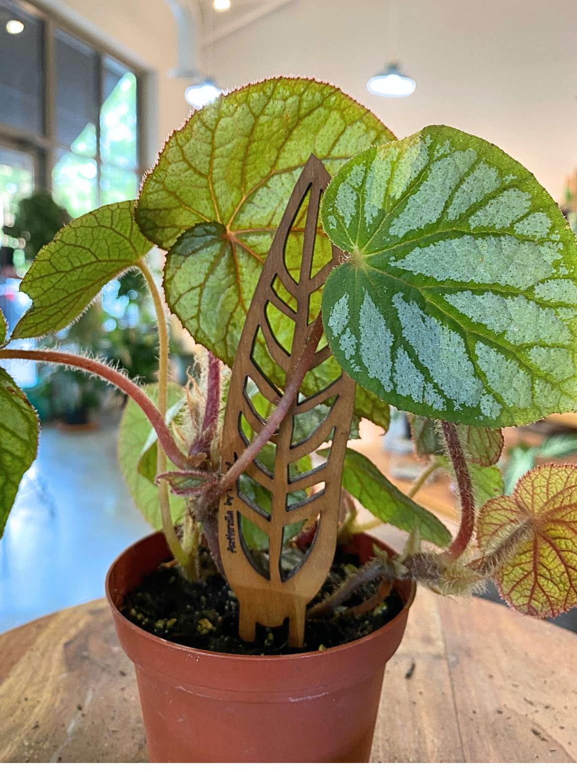 Rhizomatous Begonia 'U400'