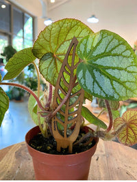 Rhizomatous Begonia 'U400'