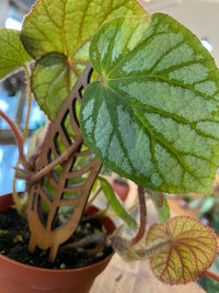 Rhizomatous Begonia 'U400'