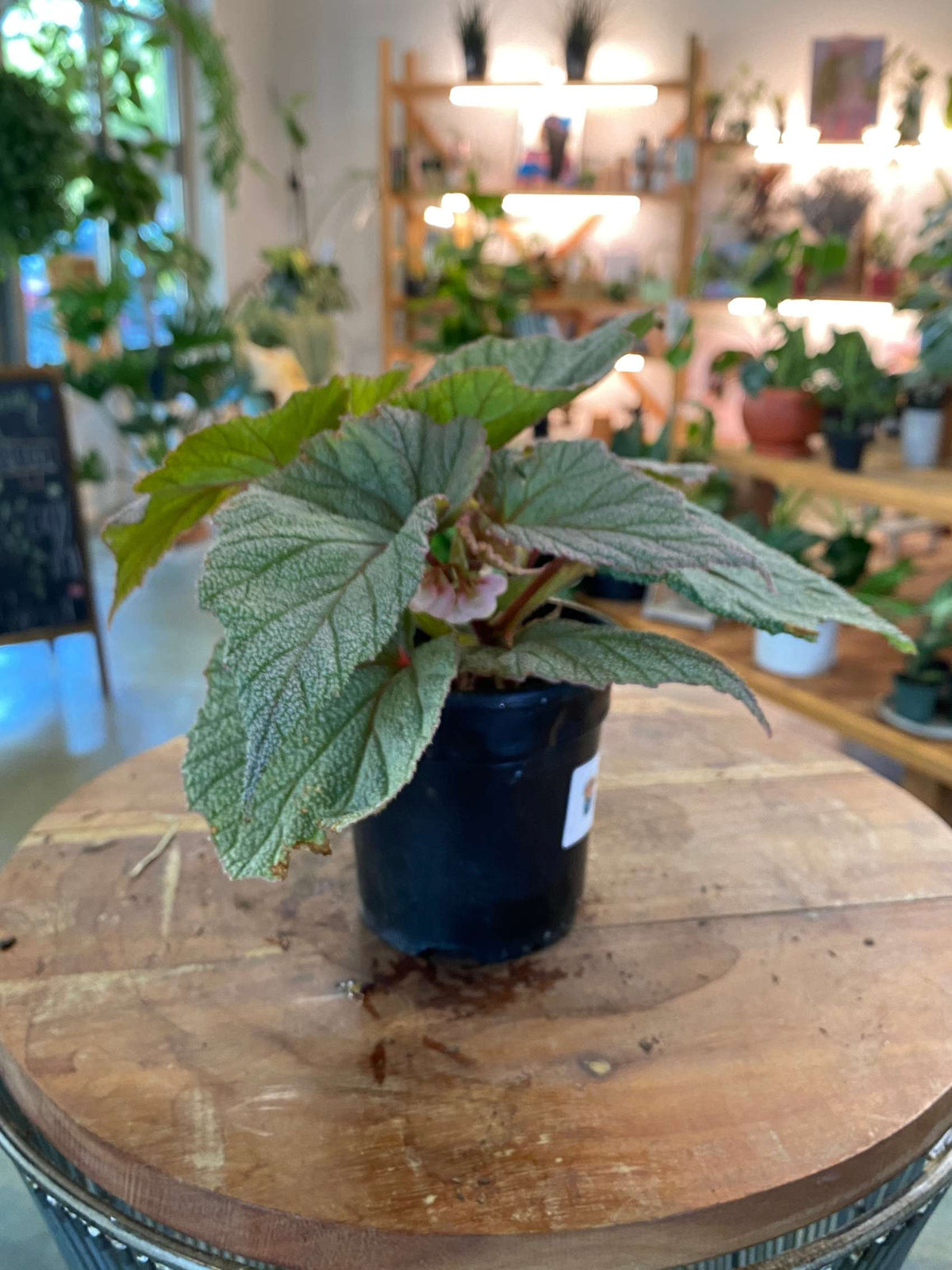Begonia 'Sinbad'