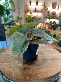 Begonia 'Sinbad'