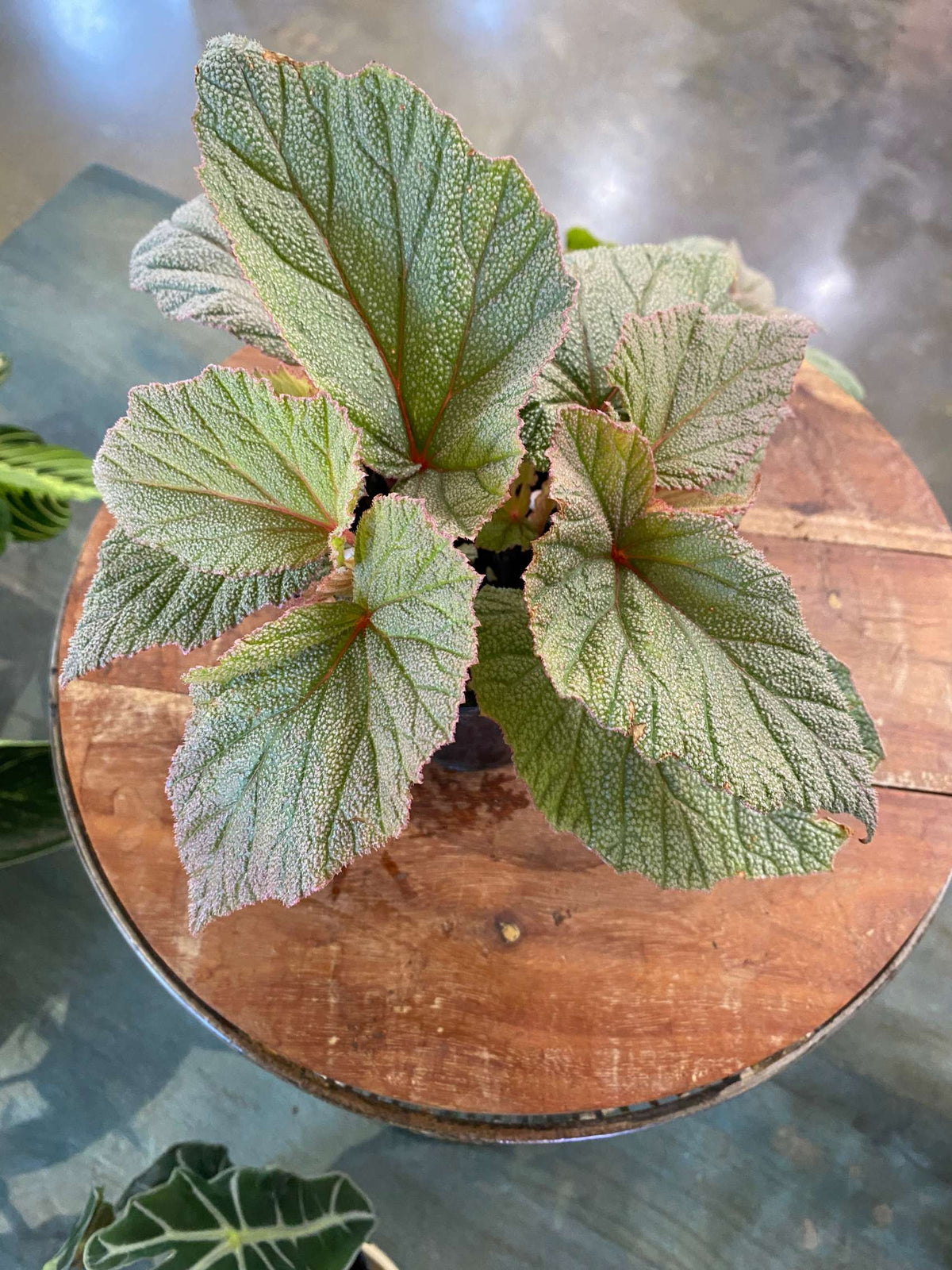 Begonia 'Sinbad'