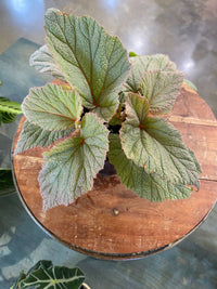 Begonia 'Sinbad'