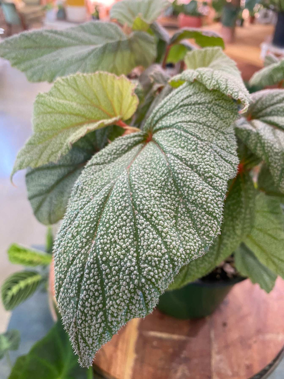 Begonia 'Sinbad' (FULL)