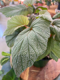 Begonia 'Sinbad' (FULL)