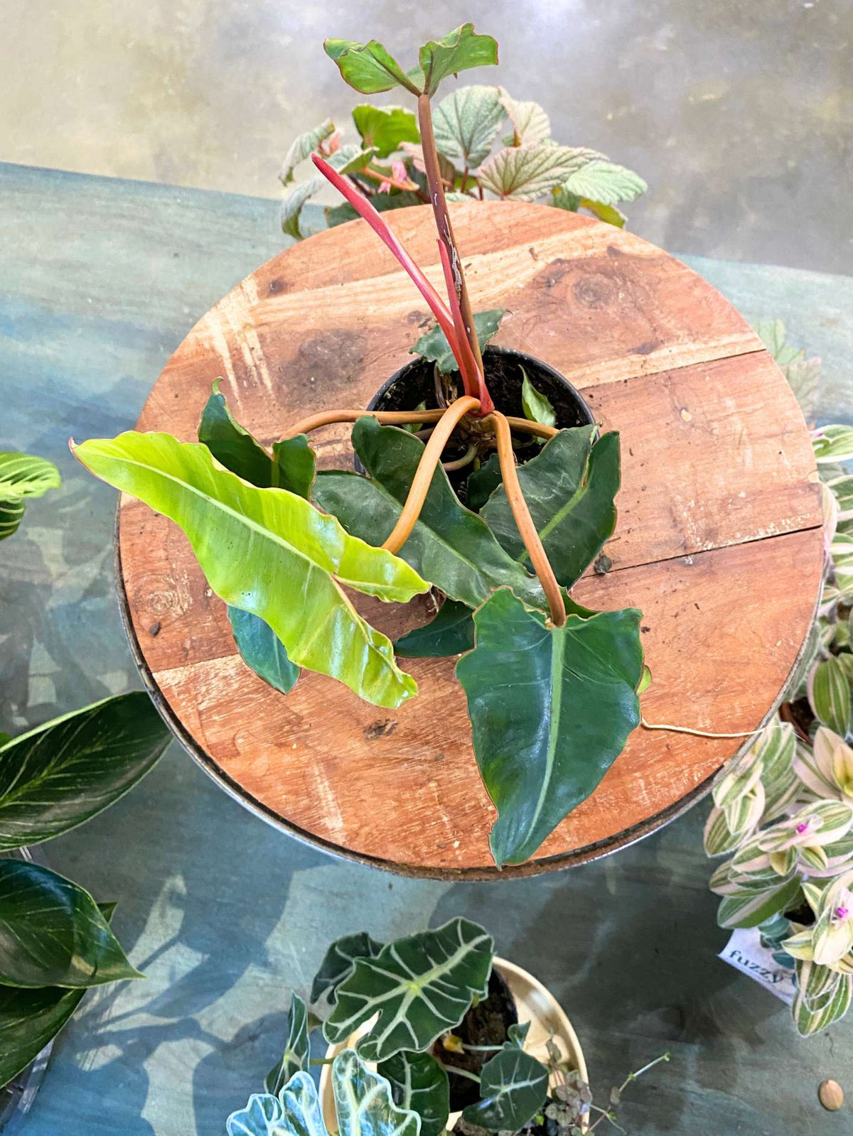 Philodendron Billietiae