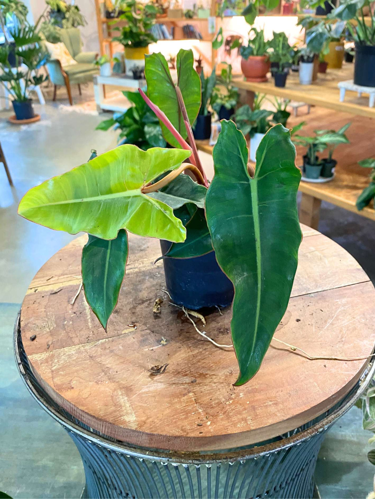 Philodendron Billietiae