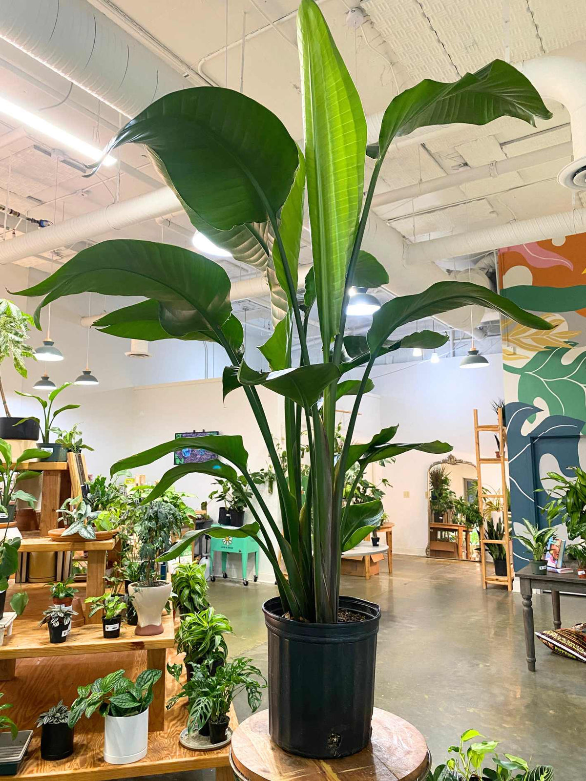 Bird of Paradise 8" - PICKUP ONLY