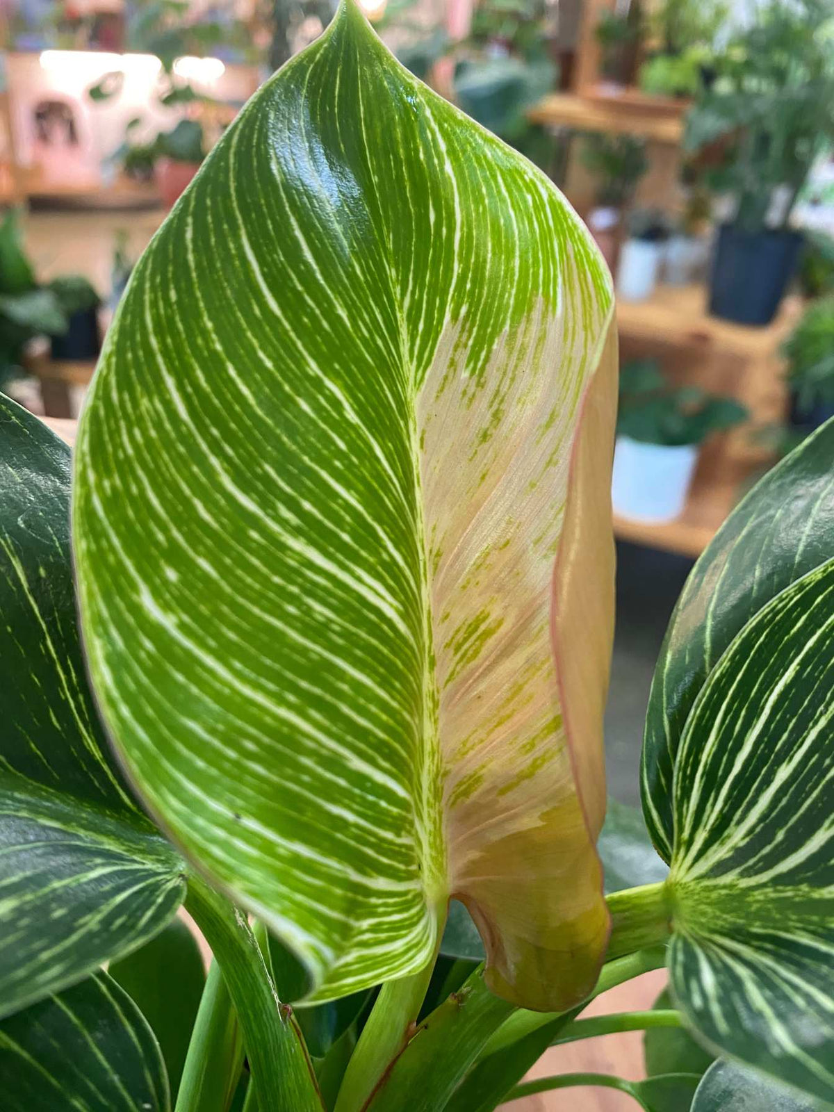 Philodendron Birken