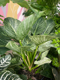Philodendron Birken