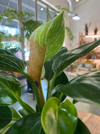 Philodendron Birken