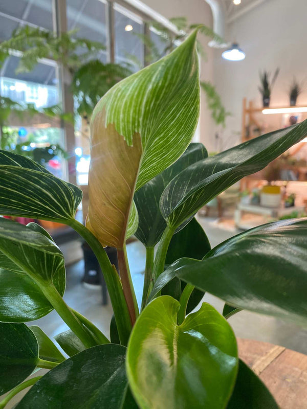 Philodendron Birken