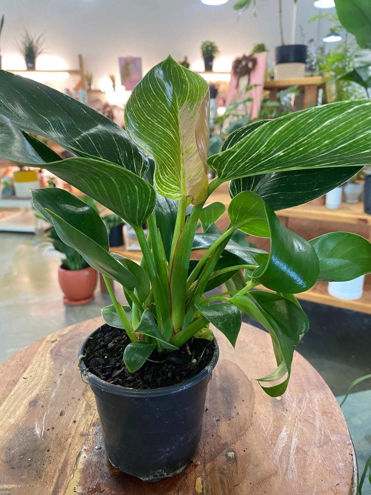 Philodendron Birken
