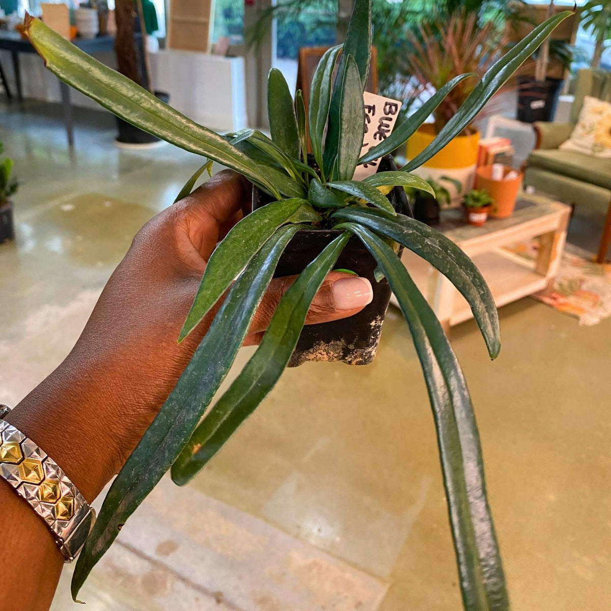 Blue Star Fern (3")