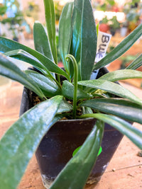 Blue Star Fern