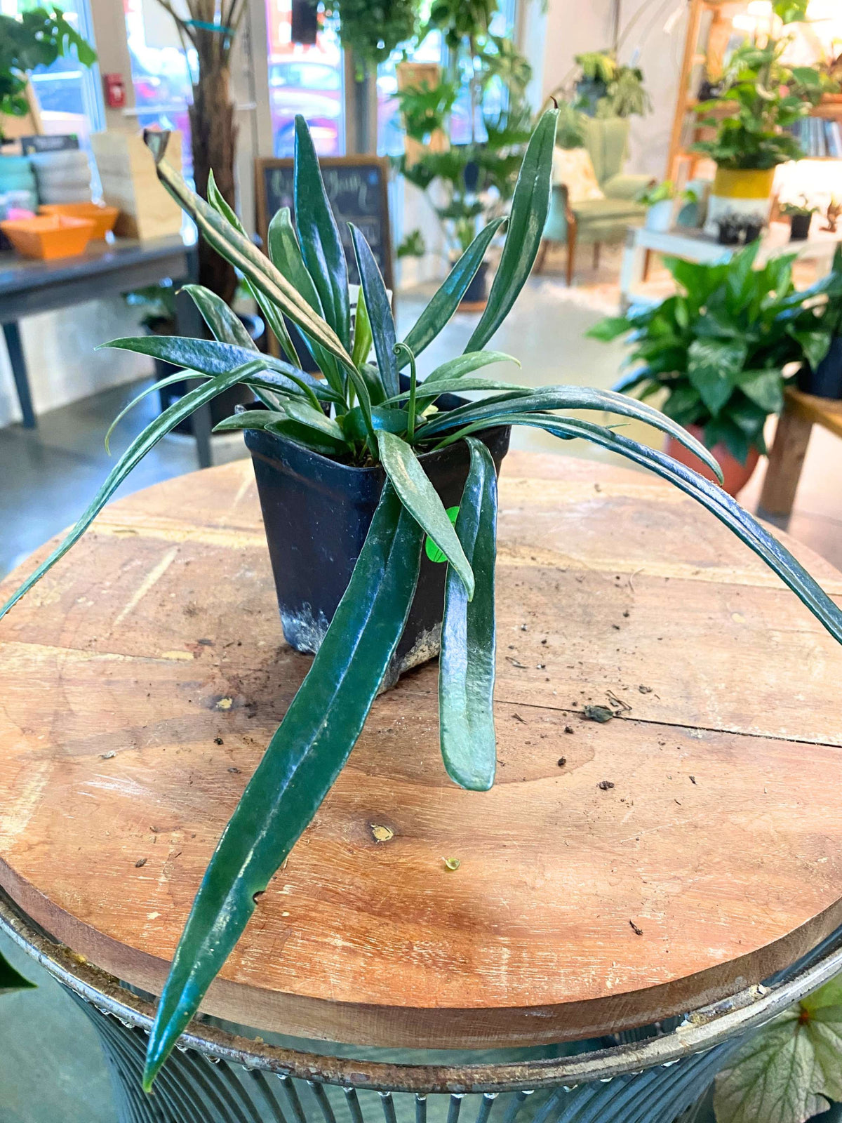 Blue Star Fern