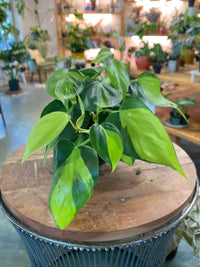 Philodendron Brasil
