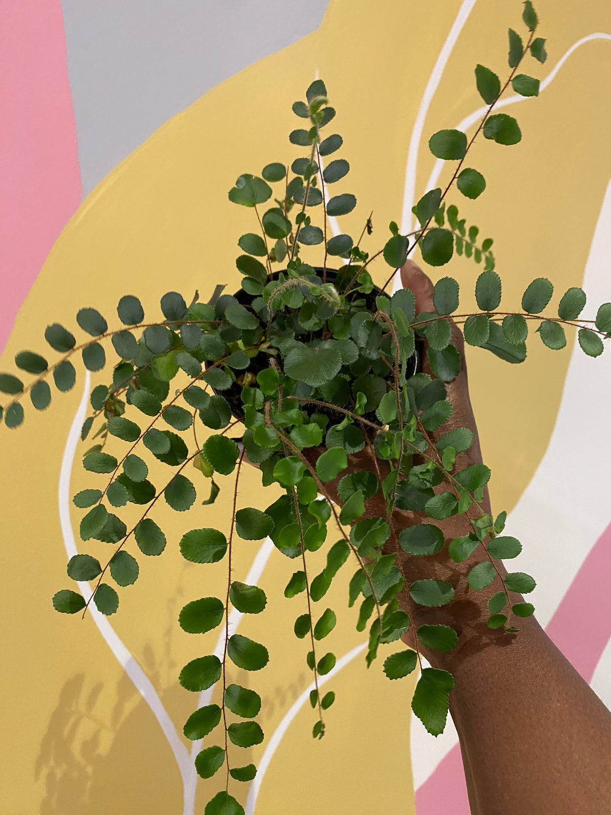 Button Fern - Pellaea rotundifolia