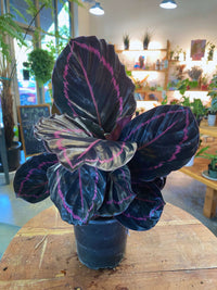 Calathea Dottie