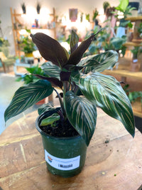 Calathea Ornata Pinstripe