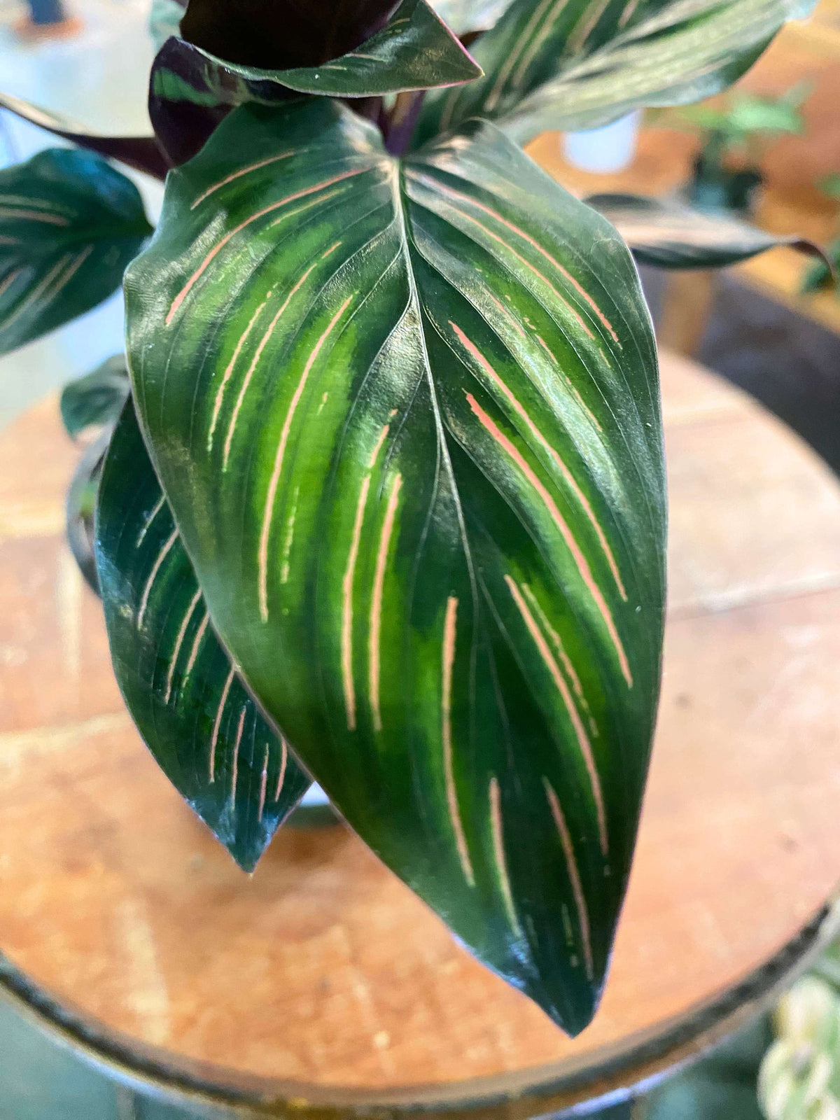 Calathea Ornata Pinstripe