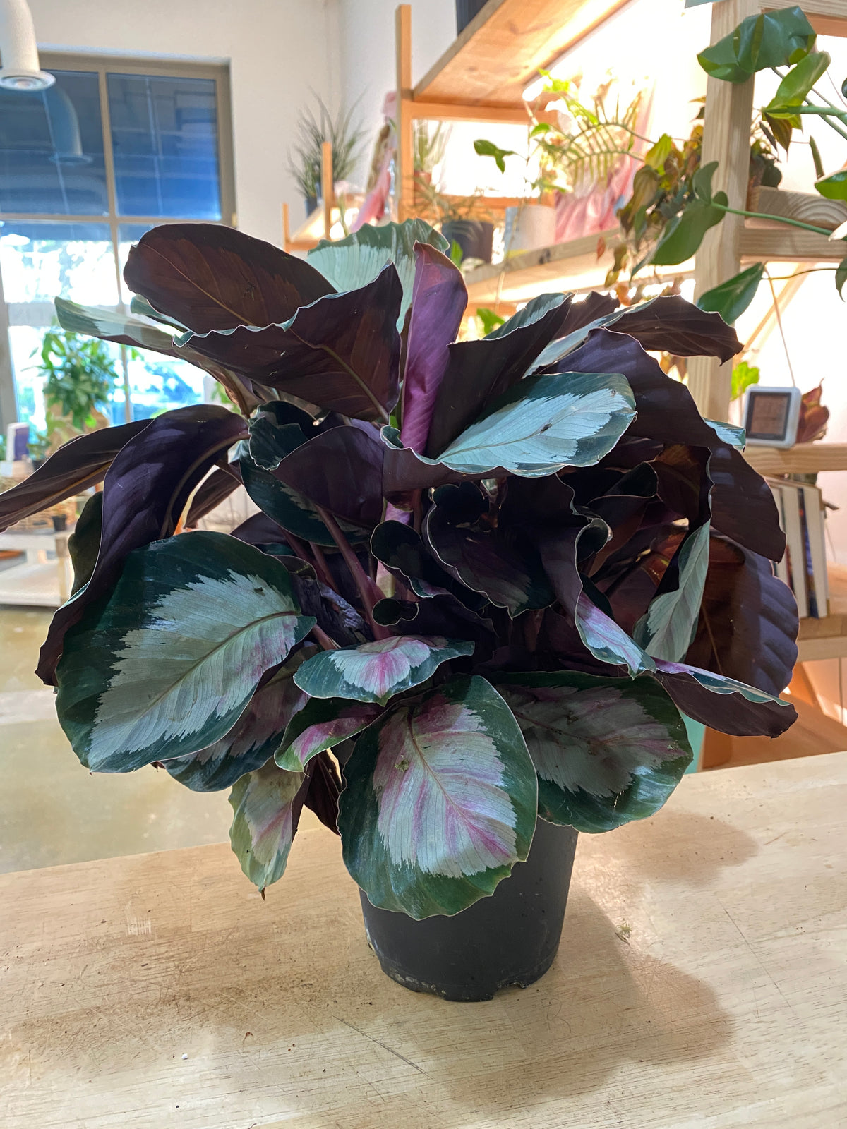 Calathea Roseopicta 'Corona'