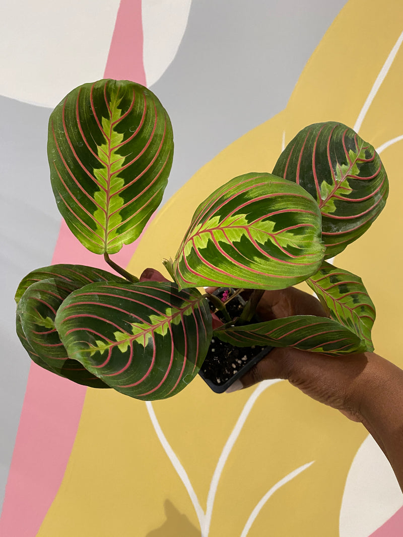 Calathea Maranta Red (Prayer Plant)