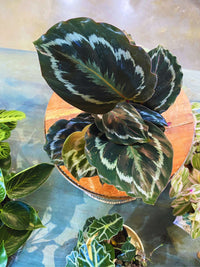 Calathea 'Medallion' (Prayer Plant)