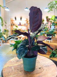 Calathea 'Medallion' (Prayer Plant)