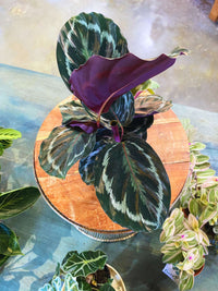 Calathea 'Medallion' (Prayer Plant)
