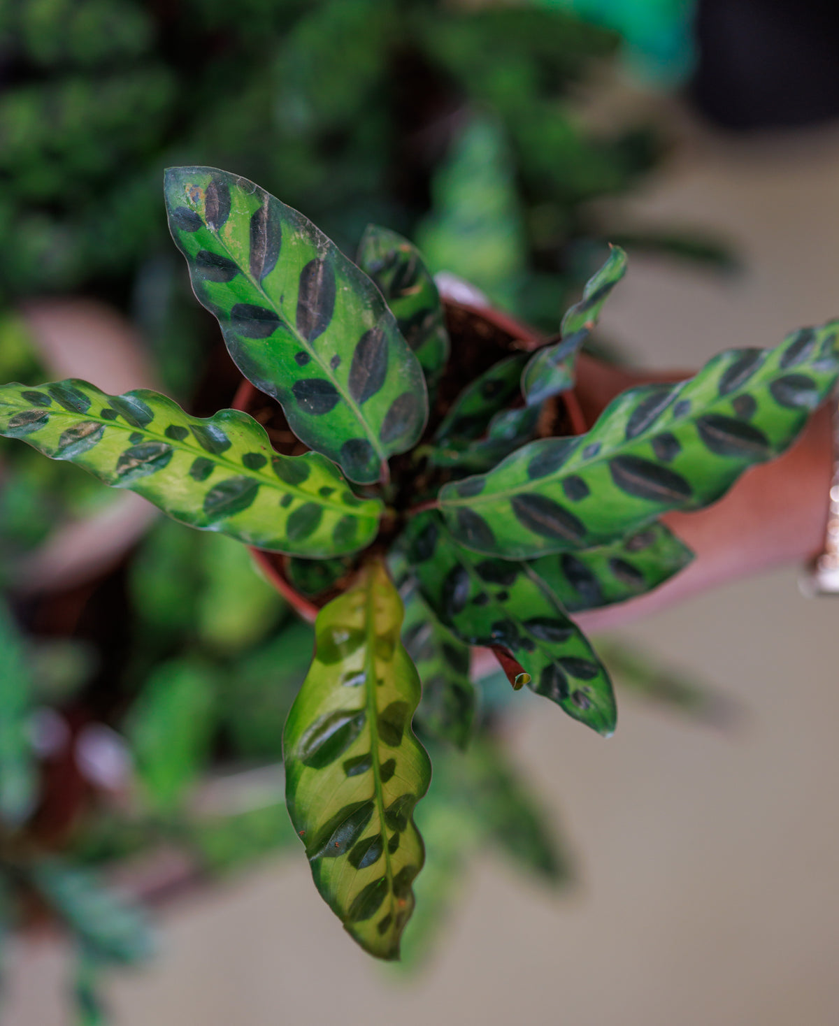 Calathea Rattlesnake plant