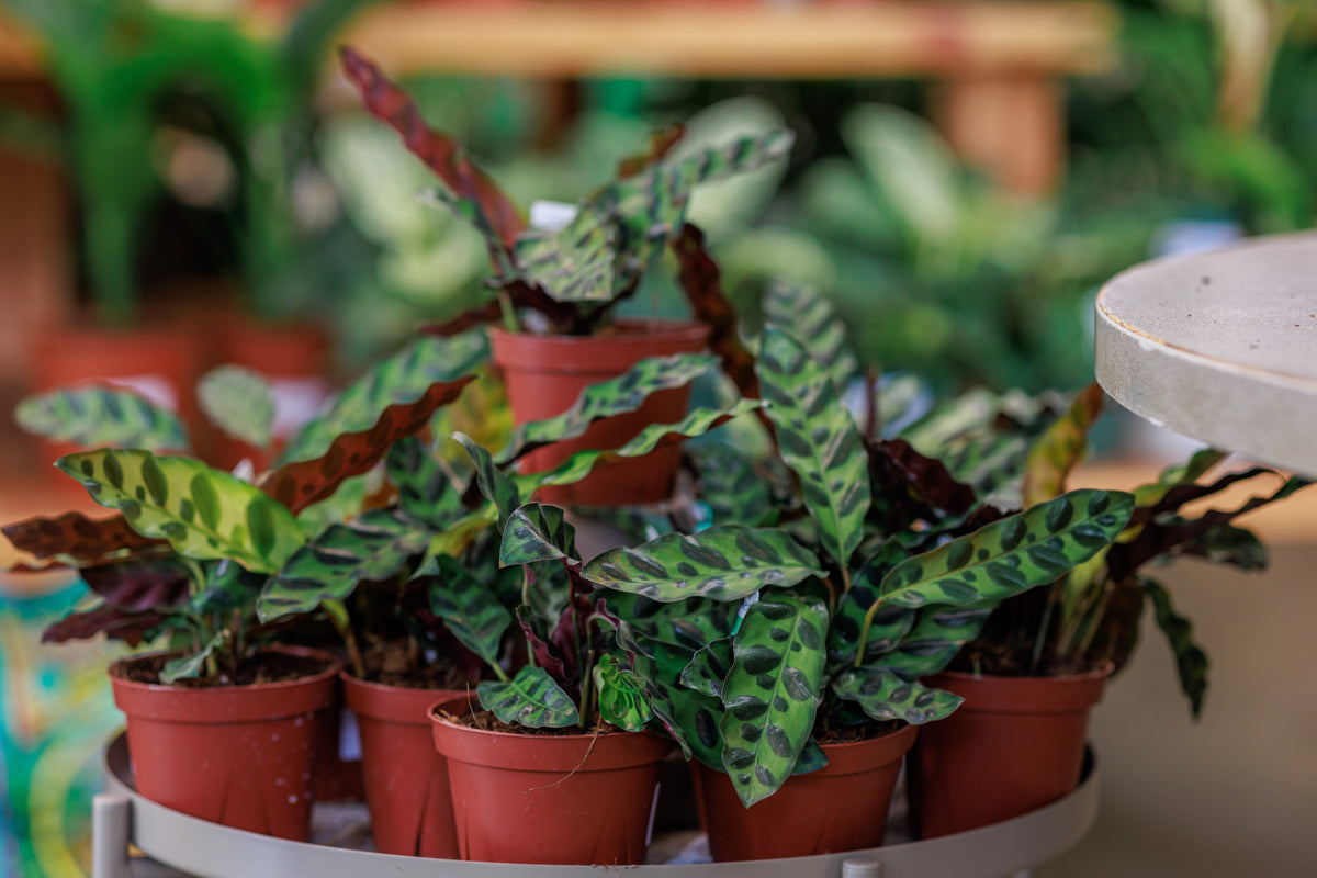 Prayer Plant