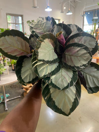 Calathea Roseopicta 'Corona'