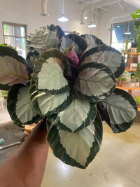 Calathea Roseopicta 'Corona'