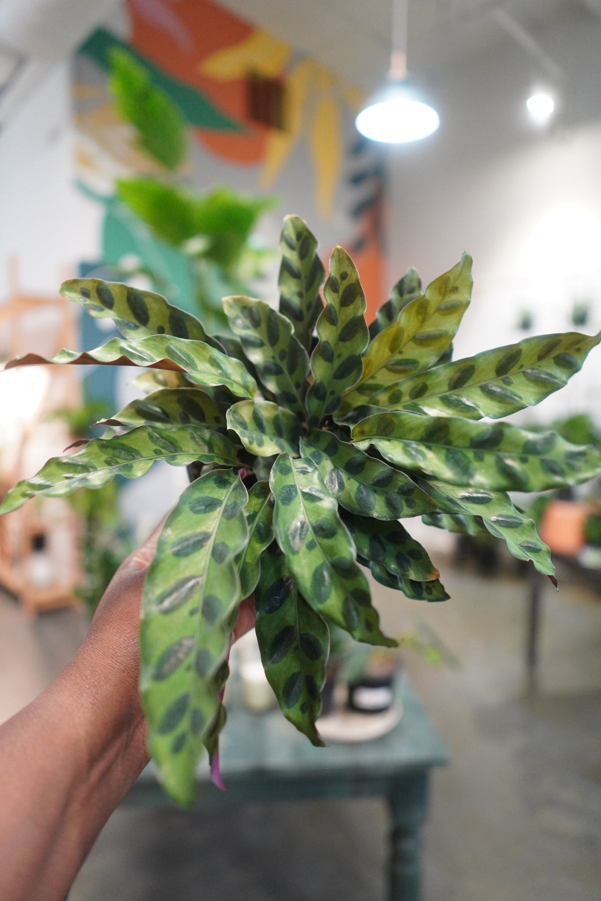 6" Calathea lancifolia aka Prayer plant
