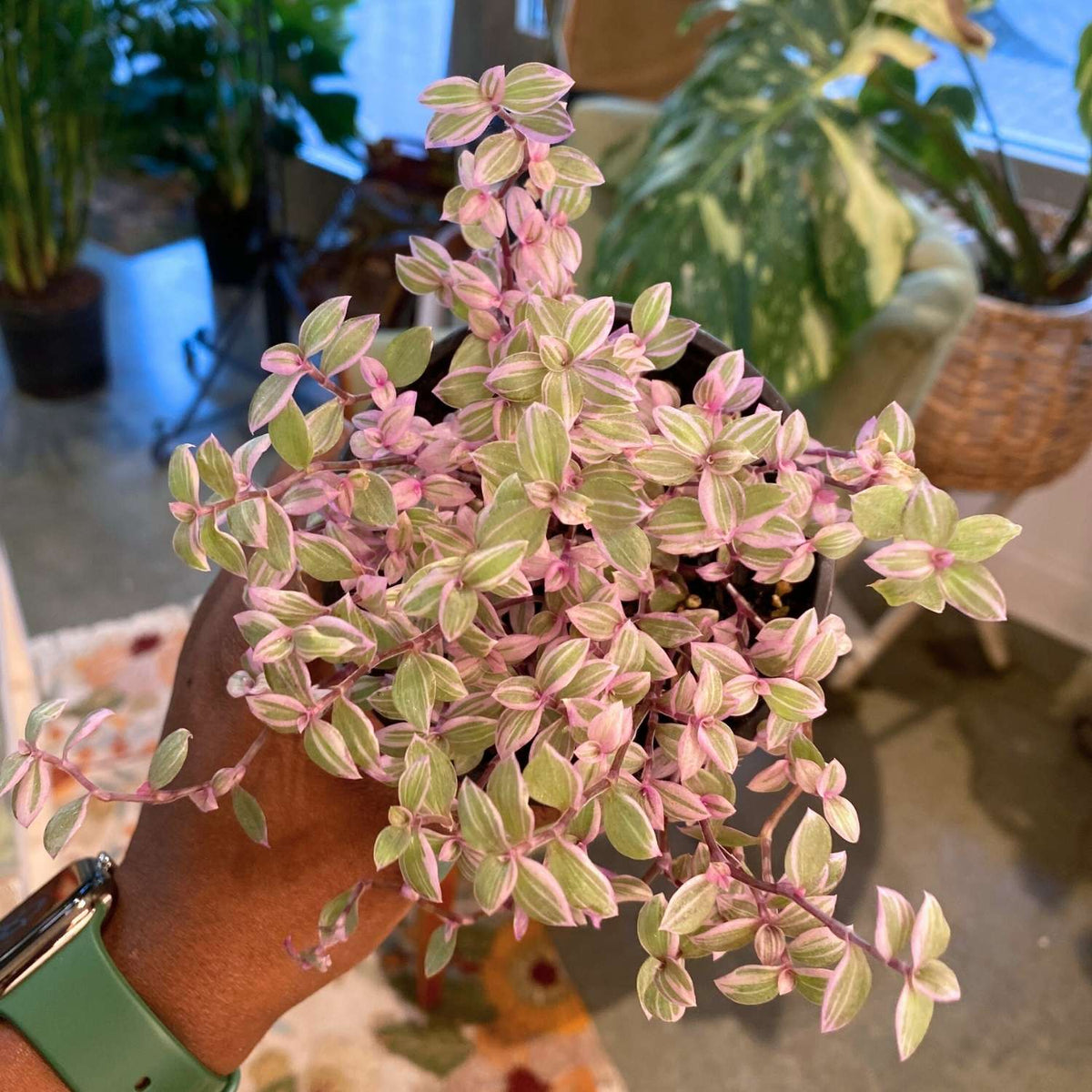 Callisia repens 'Pink Panther' plant