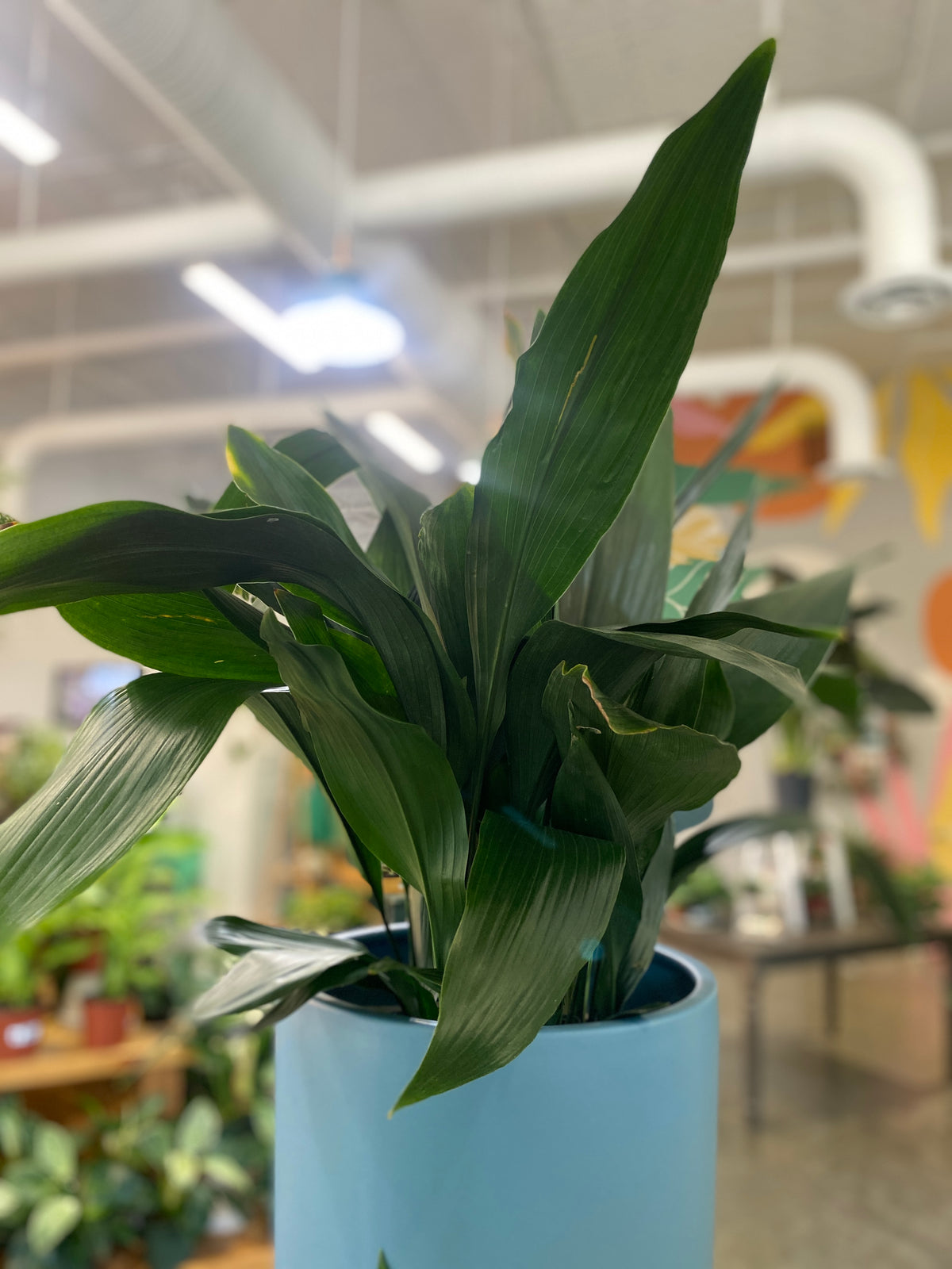 Aspidistra elatior - CAST IRON PLANT