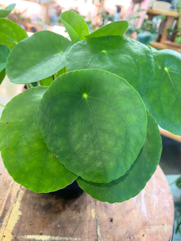 A close-up of a green leafy plant with round, paddle-shaped leaves, photographed in a real indoor setting with a wooden surface and blurred background.