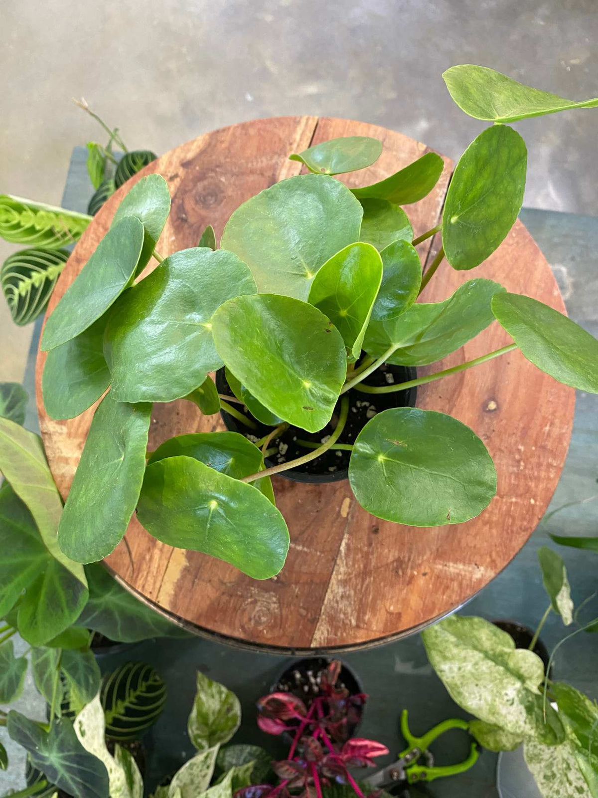 A green leafy houseplant in a black pot placed on a round wooden stand, photographed from above in a nursery or indoor plant setting.