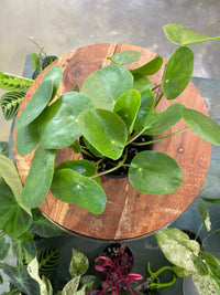 A green leafy houseplant in a black pot placed on a round wooden stand, photographed from above in a nursery or indoor plant setting.