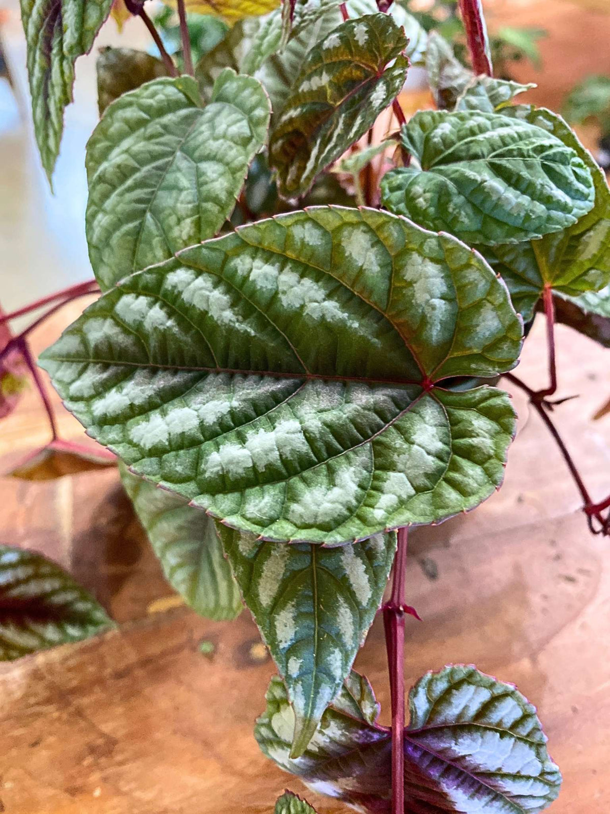 Cissus discolor (Rex Begonia Vine)