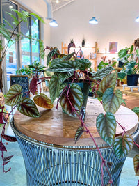 Cissus discolor (Rex Begonia Vine)