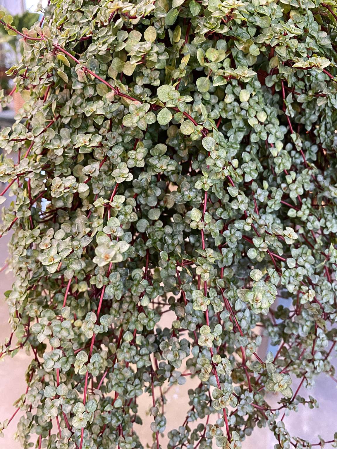 String of Baby Tears (Pilea depressa)